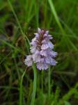 2008-06-27-090522-kopparberg-orchidee