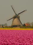 Echt Holland, tulpen en een molen