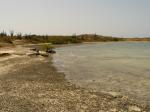 Superhelder water, met een mangrove struik