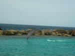 dolfijnenshow