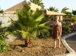 een kleine palmboom
