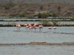 Flamingo\'s in de zoutpannen