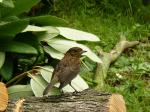 Wie weet hoe deze vogel heet, zo groot als een mus