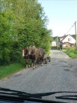 0214 hier kom je ze nog tegen paard en wagen