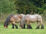 2013-10-007 Hoeve Springendal Belzen