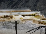 0277 Yellowstone Mammoth hot springs Canary spring