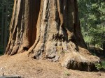 1134 Sequoia National Park