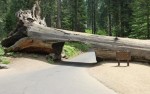 1140 Sequoia National Park