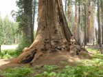 1150 Sequoia National Park