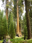 1160 Sequoia National Park
