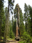 1161 Sequoia National Park