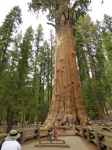 1166 Sequoia National Park