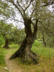 0122 Alquezar olijfboom
