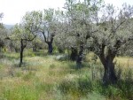 0130 Alquezar olijfbomen