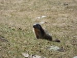 0158 Marmot in de Benasque vallei