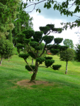 285 Les jardins du Manoir d'Eyrignac