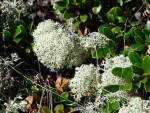 Rendiermos in Rondane