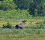 Het mannetje eland gaat ervandoor als hij ons ziet