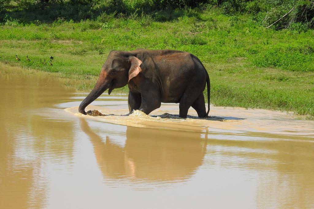 Udawalawa NP - Tijd om te badderen