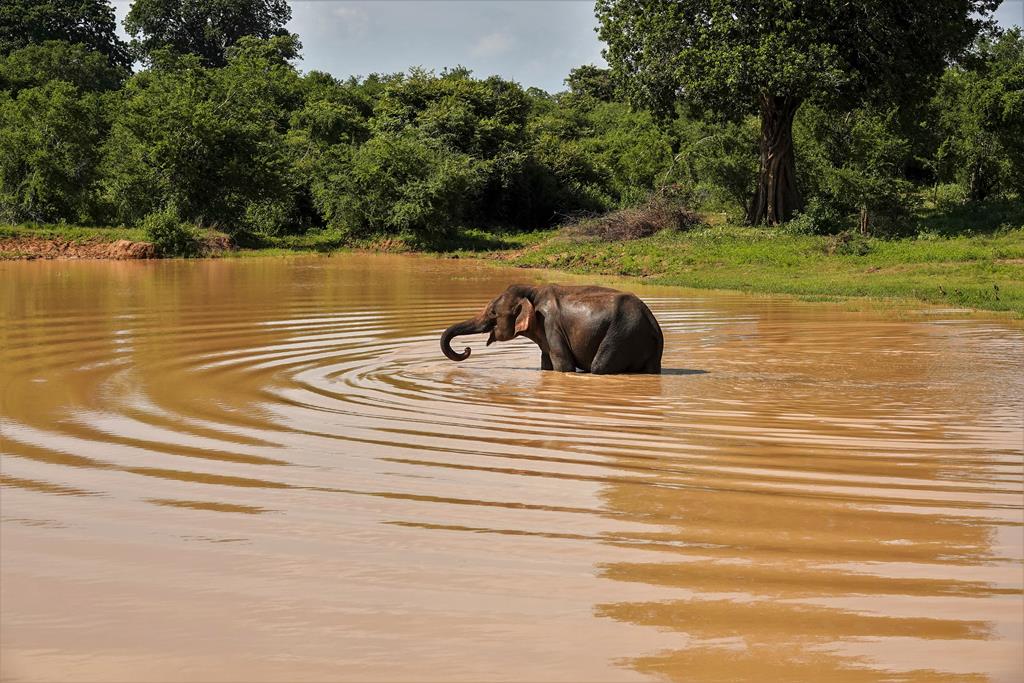 Udawalawa NP