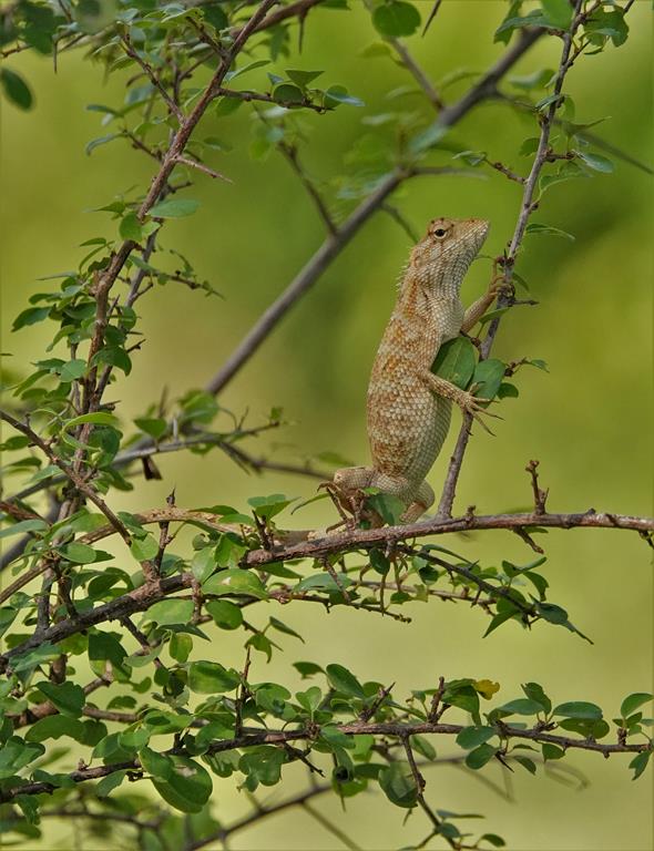 Udawalawa NP