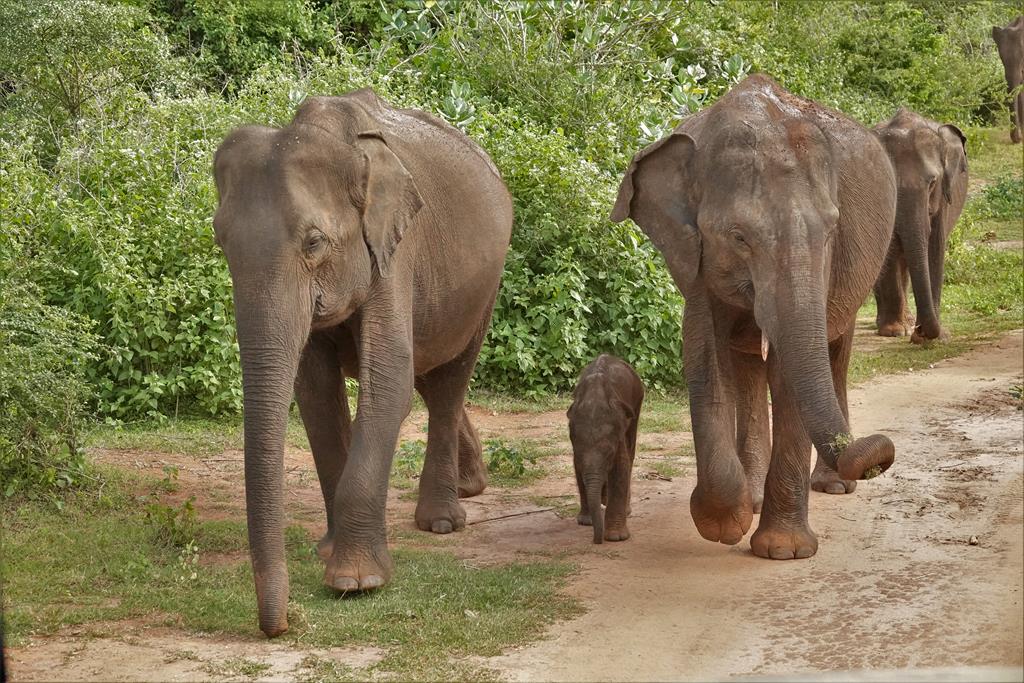 Udawalawa NP - Een jong van 2 weken oud