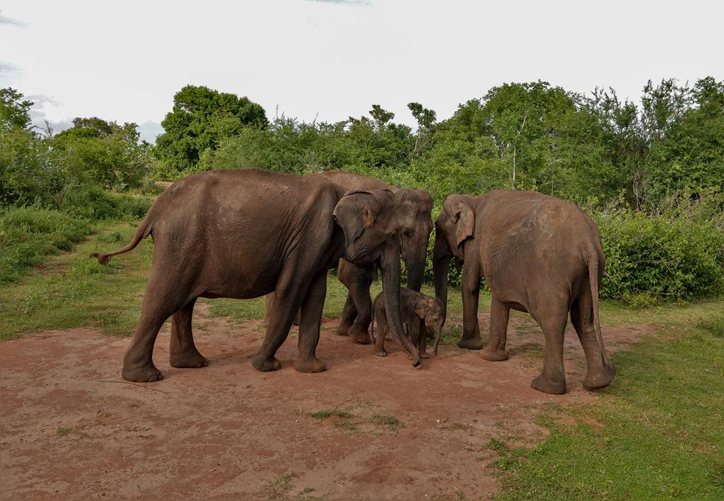 Udawalawa NP