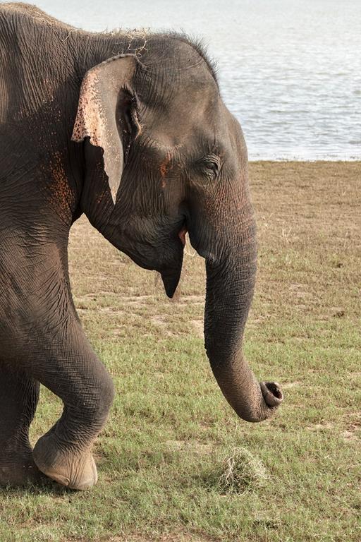 Udawalawa NP-