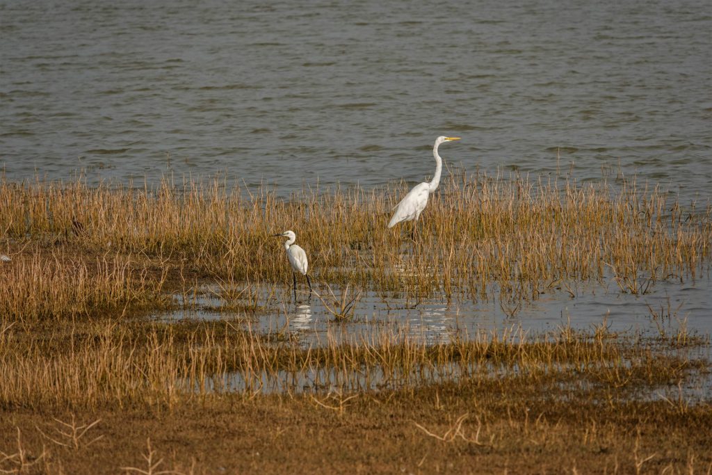 Udawalawa NP- Grote Zilverreiger en kleine Zilverreiger