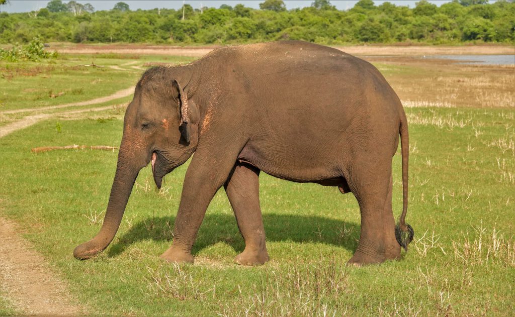 Udawalawa NP-