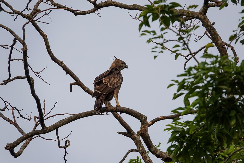 Udawalawa NP- Kuifarend